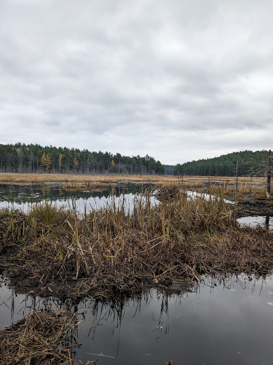 The beaver lodge we saw while exploring, the next day after the rain stopped.